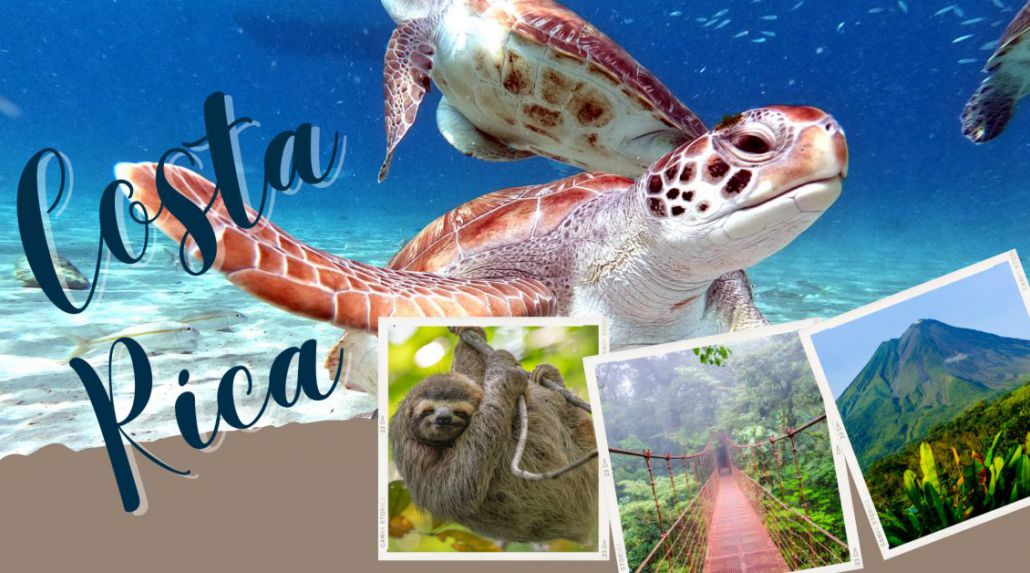 Magical Night of the Sea Turtles